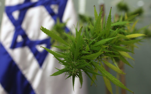 Un plant de cannabis a été apporté à la Knesset en 2009 pour la Commission de l'emploi, de la protection sociale et de la santé, qui s'occupait de la question de la marijuana médicale. (Kobi Gideon/Flash 90)