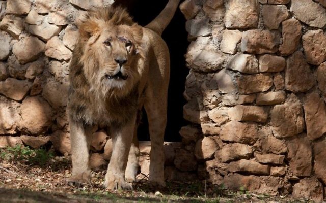 Le nouveau lion au zoo de Jérusalem (Crédit : Flash 90)