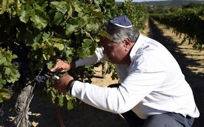 Alexandre Sartène dans sa propriété viticole à Arpaillargues (Crédit : AFP)