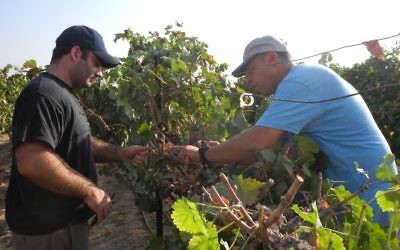 Boaz Boyman, qui possède un vignoble à Tkuma dans le sud d'Israël, montre aux bénévoles de OneDay comment couper correctement les vignes. (Crédit : Melanie Lidman / Times of Israël)