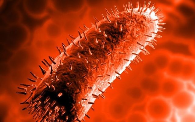 Une illustration du virus de la rage dans le système nerveux (Crédit : via Shutterstock)