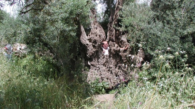 L'olivier de Tzuba, tellement creux que vous pouvez glissez à l'intérieur du tronc (Crédit : Shmuel Bar-Am)
