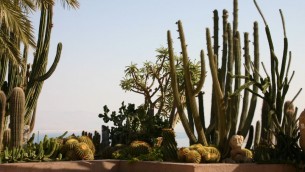 Cactus au jardin botanique d'Ein Gedi (Crédit : Shmuel Bar-Am)