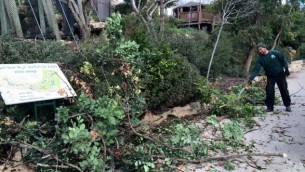 Un travailleur du zoo biblique de Jérusalem coupe les branches des arbres avant la tempête de neige, 5 janvier 2015. (Crédit : Renee Ghert-Zand / Times of Israël) 