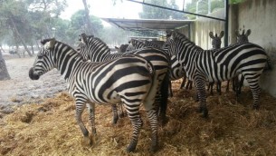 Les zèbres au zoo de Ramat Gan - 7 janvier 2015 (Crédit : Eran Habani)