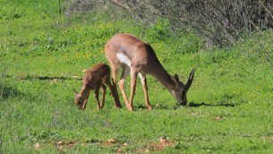 Mélange de flore et de faune dans la vallée (Crédit : Amir Balaban