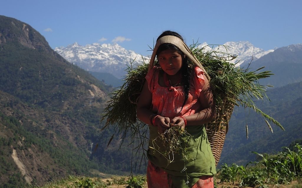 Les villageois sont des agriculteurs et la plupart à peine à gagner leur vie. Le tremblement de terre a tué  une grande quantité de bétail, détruisant les moyens de subsistance ainsi que la vie. Ici, une jeune fille apporte la nourriture restante aux chèvres de sa famille avec la chaîne himalayenne de Lakpa Dorje, sur la frontière avec le Tibet, derrière elle, mai 2015 (Crédit : Melanie Lidman / Times of Israël)