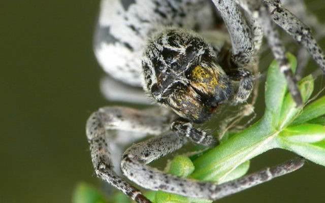 Photo illusrative d'un Stegodyphus lineatus, une araignée trouvée dans le Néguev d'Israël. (Crédit : Wikimedia Commons/JoaquinPortela)