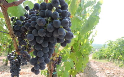 Terra di Seta est la seule cave entièrement casher dans la région de vinification du Chianti en Toscane. Son objectif est de produire des vins casher qui correspondent à la qualité des vins locaux qui y sont produites pendant des siècles (Crédit : Ben Ventes / JTA)