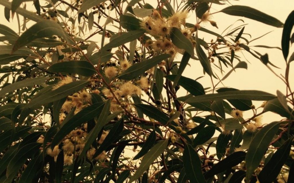 Les fleurs en forme de cloche du Lemon Mallee eucalyptus aide à la pollinisation (Photo: Jessica Steinberg / Times of Israel)