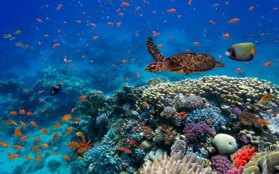 Des poissons tropicaux et des tortues dans la mer Rouge (Crédit :  Shutterstock)
