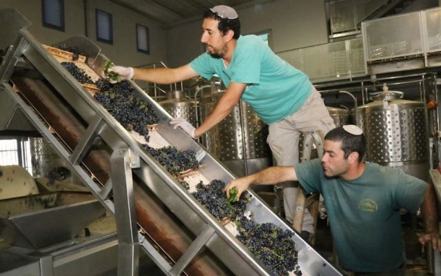 Des vignerons juifs inspectant des raisins dans un vignoble du Gush Etzion, en Cisjordanie, le 8 septembre 2014.  (Crédit : Gershon Elinson/Flash90)