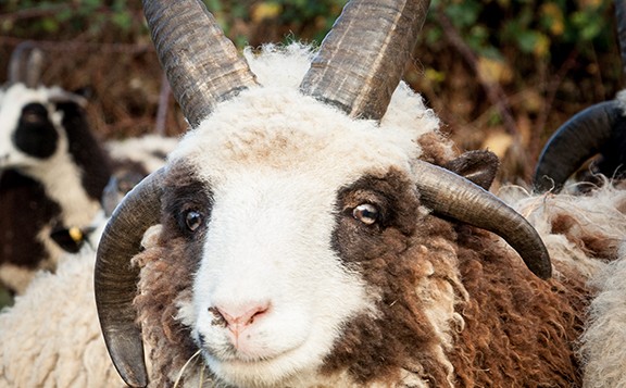 Alors que les moutons ont habituellement deux cornes, les moutons de Jacob en ont entre quatre et six, comme Solomon. (Crédit : Gil Lewinsky/Mustard Seed Imaging)
