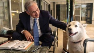 Le Premier ministre Benjamin Netanyahu avec sa chienne Kaia  à la résidence du Premier ministre à Jérusalem. (Facebook)