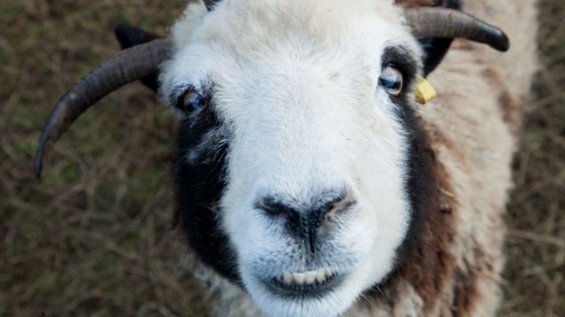 Un mouton de Jacob nommé Rachel, arborant ce que les Lewinsky appellent un "visage heureux", dans leur ferme à Abbotsville, BC, Canada. (Crédit : Gil Lewinsky/Mustard Seed Imaging) 