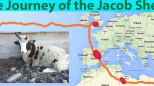 Les recherches génétiques ont retracé le parcours du mouton de Jacob, depuis l'ancienne Syrie jusqu'à l'Amérique du Nord (Crédit : autorisation Gil Lewinsky)