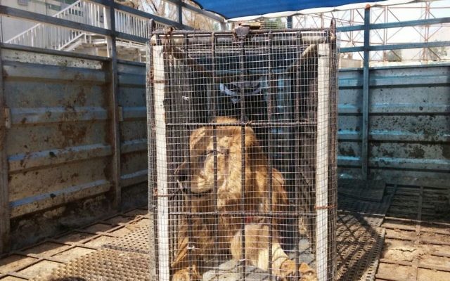 Un lion malade qui a été transféré de la bande de Gaza à un zoo dans la ville de Tulkarem en Cisjordanie, le 10 mars 2016 (Crédit : Ministère de la Défense)