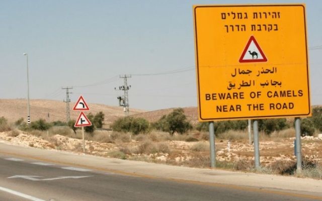 Panneau avertissant les conducteurs de la présence de chameaux sur une autoroute du Néguev, le 26 août 2007. (Crédit : Rebecca Zeffert/Flash90)