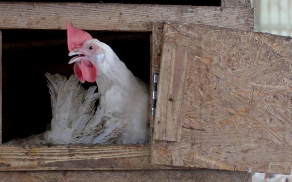 Un poulet dans un poulailler dans une ferme biologique de Givat Olam, près de l'implantation d'Itamar, en Cisjordanie, le 9 avril 2012 (Crédit : Nati Shohat/FLASH90)