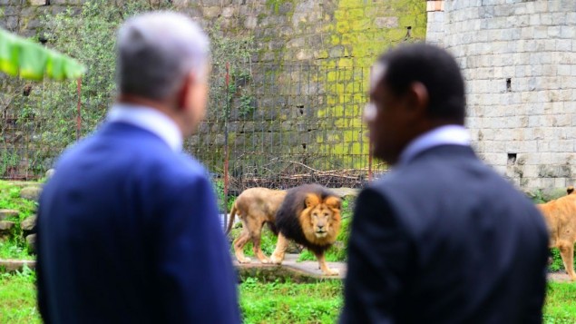 Le Premier ministre Benjamin Netanyahu et le président éthiopien Mulatu Teshome regardent les lions dans le palais présidentiel d'Addis Abeba, Ethiopie, le 7 juillet 2016 (Crédit : Kobi Gideon/GPO)