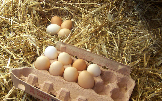 Illustration : Des œufs (Crédit : Wikimedia commons CC BY SA 3.0)
