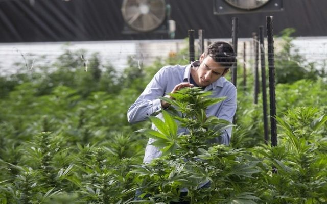 Un ingénieur agronome israélien inspecte les plants de marijuana à la BOL (Breath Of Life) Pharma dans la deuxième plus grande plantation de cannabis médical du pays, près de Kfar Pines dans le nord d'Israël, le 9 mars 2016 (Crédit : Jack Guez/AFP)