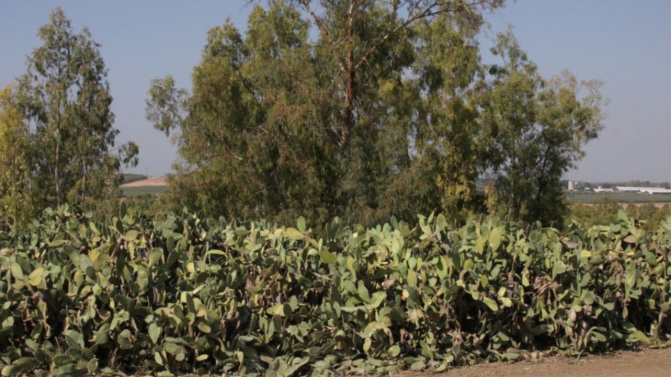 Les figues de Barbarie, ou sabras, fleurissent dans la région en été (Crédit : Shmuel Bar-Am)