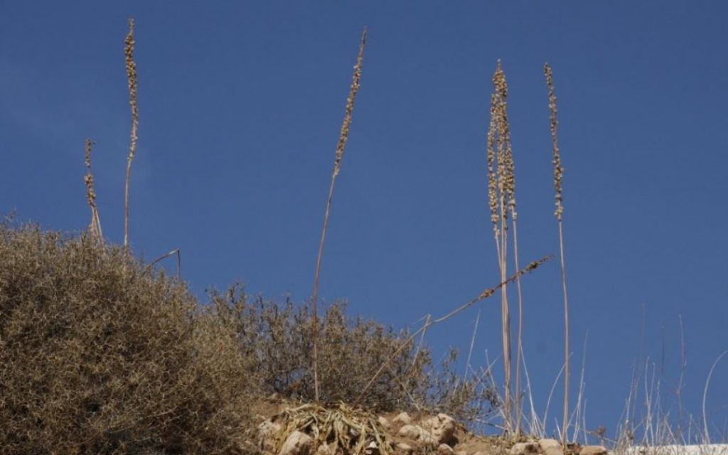 Squill, une espèce de plantes indigènes des zones côtières de la Méditerranée, les limites de la carrière abandonnée dans la forêt Kommemiyut. (Crédit : Shmuel Bar-Am)