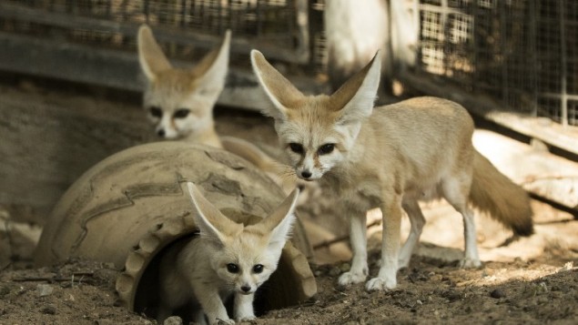 Trois fennecs (Vulpes zerda) âgés de sept semaines au zoo de Ramat Gan, près de Tel Aviv, le 6 novembre 2016. (Crédit : AFP/Jack Guez)