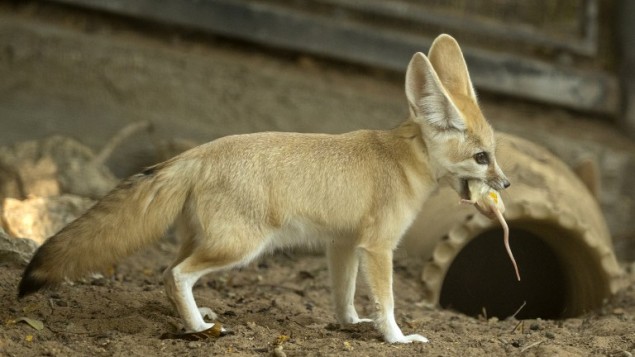 Un fennec (Vulpes zerda) âgé de sept semaines avec une souris dans la gueule au zoo de Ramat Gan, près de Tel Aviv, le 6 novembre 2016. (Crédit : AFP/Jack Guez)
