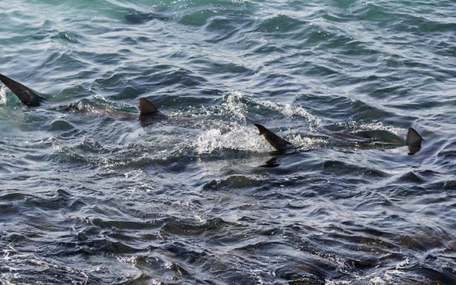 Des requins en mer Méditerranée, au large de Hadera, au nord de Tel Aviv, le 23 janvier 2017. (Crédit : Jack Guez/AFP)