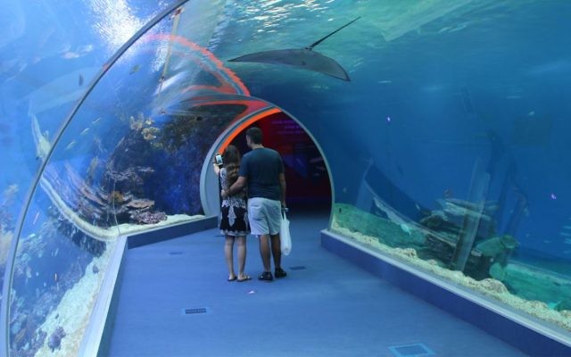 Les visiteurs marchent dans un tunnel de 15 mètres à travers l'attraction  Shark World, ou le monde des requins, à l'Observatoire sous-marin d'Eilat  (Crédit : Shmuel Bar-Am)