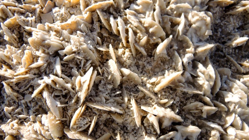 Les formations de sel peuvent prendre de nombreuses formes, comme celles trouvées sur les rivages de la mer Morte, au nord de Mitzpe Shalem, le 11 janvier 2017. (Crédit : Melanie Lidman/Times of Israël)