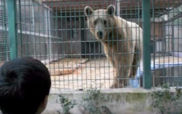 Un ours dans le zoo de Qalqilya. Illustration. (Crédit : capture d'écran YouTube)