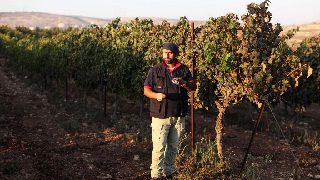 Le vigneron juif David Ventura de l'implantation d'Ofra de Cisjordanie vérifie le niveau de sucre dans les raisins de son vignoble, le 18 septembre 2011 (Crédit : Kobi Gideon / Flash90)
