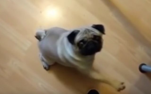 Capture d'écran de la vidéo du jeune Écossais qui apprend à son chien à lever la patte au son de 'Sieg heil' (Crédit : capture d'écran YouTube)