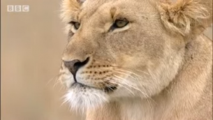 Bibi, une lionne de Marsh Pride, dans une capture d'écran d'un programme sur la faune de la BBC. Les Lions étaient autrefois des animaux communs au Moyen-Orient, mais ils ont vu leur nombre se réduire au fil du temps (Crédit : Capture d'écran YouTube / BBC Wildlife)