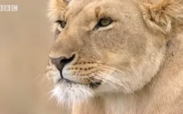 Bibi, une lionne de Marsh Pride, dans une capture d'écran d'un programme sur la faune de la BBC. Les Lions étaient autrefois des animaux communs au Moyen-Orient, mais ils ont vu leur nombre se réduire au fil du temps (Crédit : Capture d'écran YouTube / BBC Wildlife)