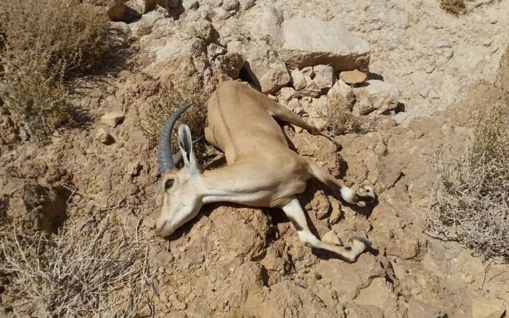 Un bouquetin mort retrouvé à Nahal Ashalim, après une fuite massive de déchets acide le 30 juin 2017. (Crédit : Mark Katz/Autorité de la nature et des parcs)