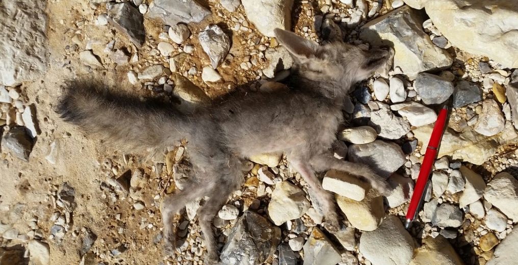 Un renard mort retrouvé à Nahal Ashalim, après une fuite massive de déchets acide le 30 juin 2017. (Crédit : Mark Katz/Autorité de la nature et des parcs)