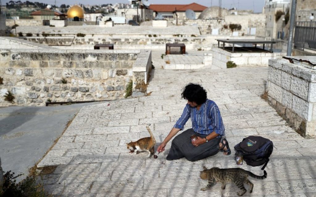 Tova Saul, Juive orthodoxe, nourrit les chats des rues de la Vieille Ville de Jérusalem, le 12 juillet 2017. (Crédit : Thomas Coex/AFP)