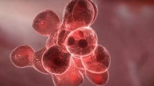 La création de cellules de viande dans un laboratoire (Crédit : Capture d'écran YouTube)