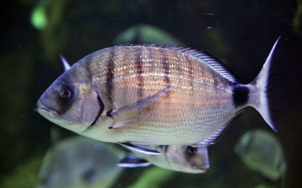 Nourriture pour poisson d'aquarium — Wikipédia