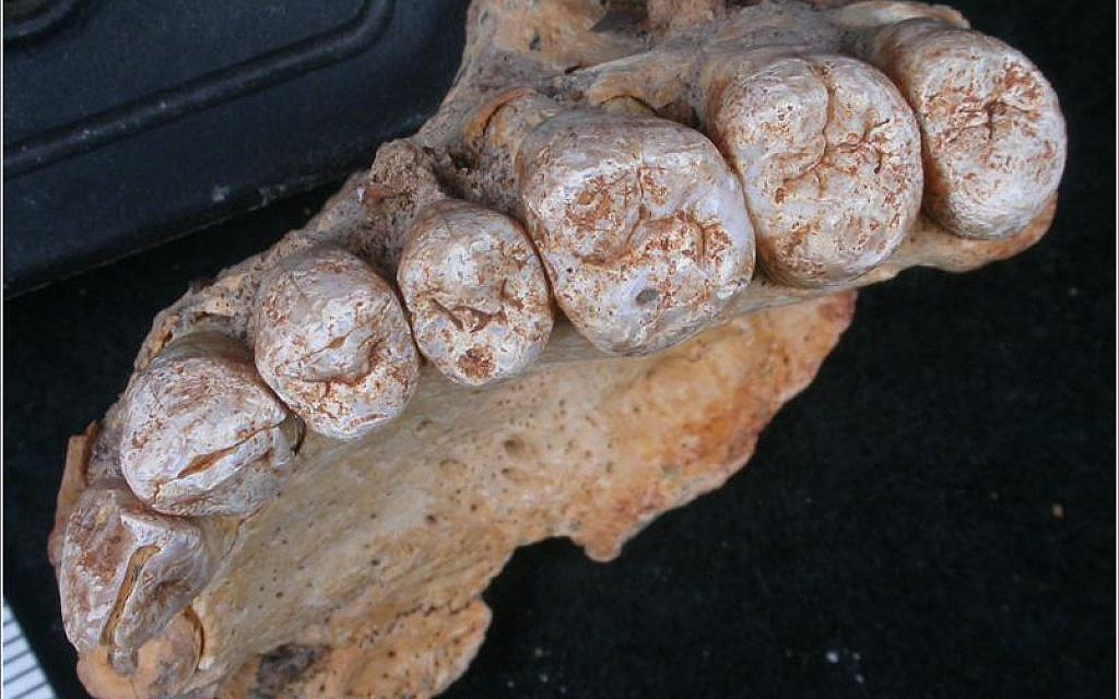 L'os maxillaire qui remonterait à entre 177 000 à 194 000 ans de l'hominien de Misliya-1 (Crédit : Israel Hershkovitz, Université de Tel Aviv)