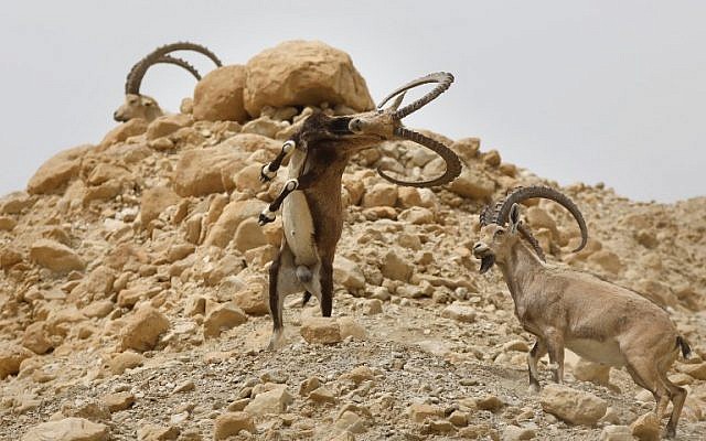 Des bouquetins combattent entre eux durant le cycle œstral de l'espèce dans la réserve naturelle d'Ein Gedi, le long de la mer Morte, dans le désert de Judée, le 24 mars 2018 (AFP PHOTO / MENAHEM KAHANA)