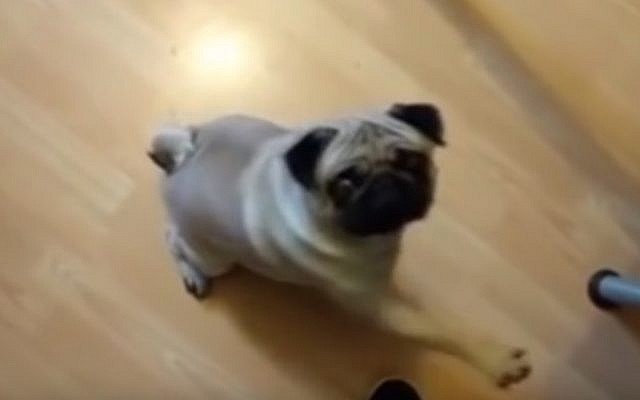 Bouddha, un chien écossais dont le propriétaire lui a appris à lever sa patte droite au son de l'expression « Sieg Heil » (capture d'écran YouTube)