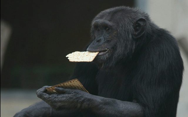 Un chimpanzé du zoo de Ramat Gan mange de la matsa de Pessah (Crédit :  Gideon Markowicz pour le zoo de Ramat Gan)