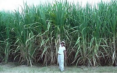 Un projet de canne à sucre au Pérou en utilisant les systèmes d'irrigation goutte-à-goutte Netafim. (Autorisation : Netafim)