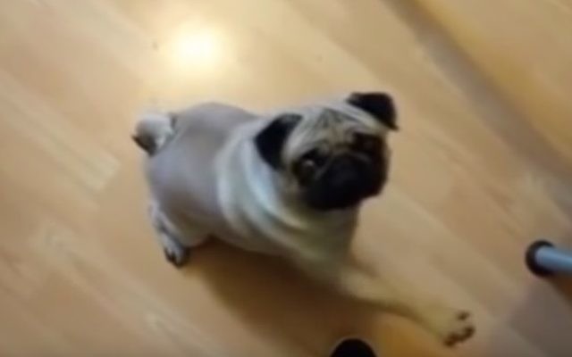 Buddha, un chien écossais dont le propriétaire lui a appris à lever la patte droite quand il entend la phrase "Sieg heil'"(Capture d'écran YouTube).