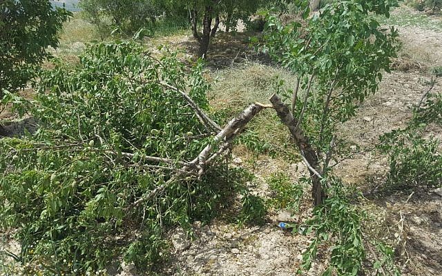 Un des huit oliviers abattus dans le village arabe d'Urif, en Cisjordanie, lors d'une attaque apparente du « Prix à payer », le 18 avril 2018 (Rabbis for Human Rights)